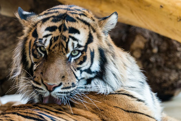 Tiger bei der Fellpflege