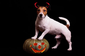 Cute dog in costume of devil standing on Halloween pumpkin