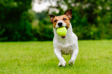 Gelukkig huisdier hond spelen met bal op groen gras gazon