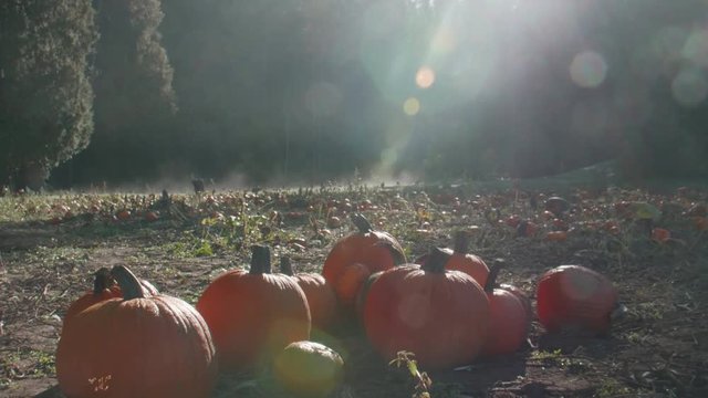 Group of Pumpkins on Misty Morning Patch