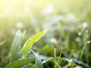 water drop on grass with sunlight in morning