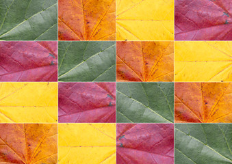 Collage of autumn and summer leaves, macro, concept, postcard