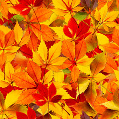 Naklejka na ściany i meble Fall autumn leaves seamless background - texture pattern for continuous replicate.
