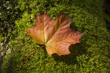 Brown maple leaf on the moss
