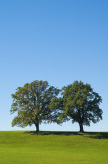 Fototapeta na wymiar Bäume mit Wiese unter blauem Himmel