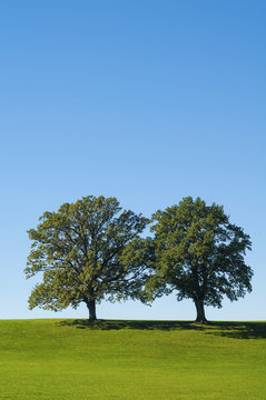Bäume mit Wiese unter blauem Himmel