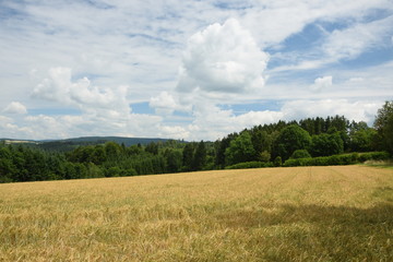 Obraz premium Getreidefeld