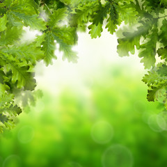 Fototapeta na wymiar Spring or Summer Background with Greeen Oak Leaves and Abstract Bokeh Glitter and Sunlight