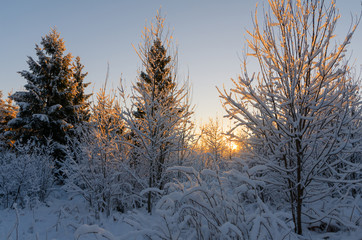 Sunset in winter forest