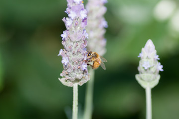Bee feeds on lavender