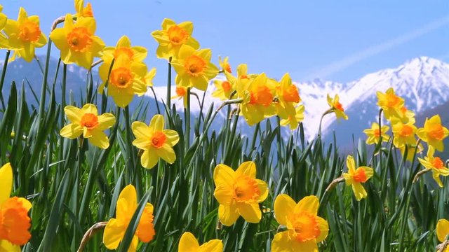 Closeup of narcissus flowers with mountains in background.