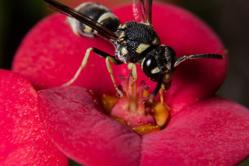 Macro, Insect on Red Flower Selective Focus (Yellow Jackets).