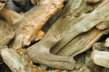 Background of many aged snags without bark. Large driftwood on each other. Close up.
