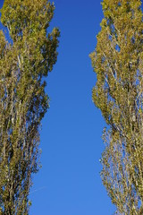 Zwei Pappeln umrahmen blauen Himmel im Herbst, München, Bayern