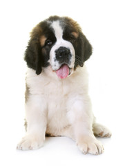 puppy saint bernard
