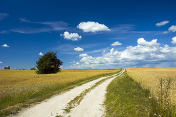 Road through the fields
