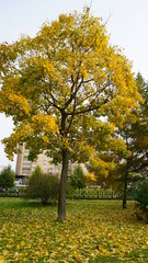 Forest in Russia Moscow