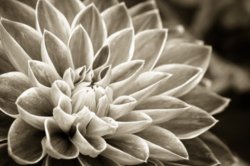 Details of dahlia fresh flower macro photography. Sepia photo emphasizing texture and intricate floral patterns. - obrazy, fototapety, plakaty