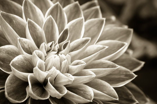 Fototapeta Details of dahlia fresh flower macro photography. Sepia photo emphasizing texture and intricate floral patterns.