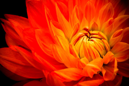 Fototapeta Orange, yellow and red flame dahlia fresh flower macro photo. Picture in color emphasizing the bright reddish colors with dark background.