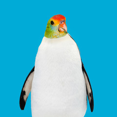 Fun Art Collage Penguin or Parrot. Contemporary minimal art