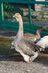 Grey domestic geese in the poultry yard © parovysh