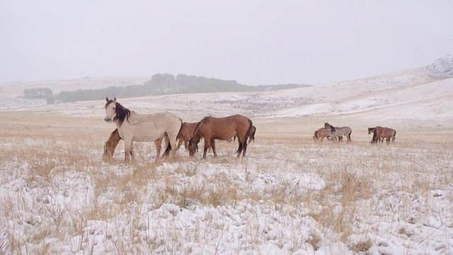 Horses graze on a snow-covered field. Snowing. One of them looks at camera. Tundra.