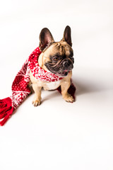 French Bulldog in scarf