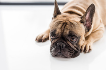 Obraz premium french bulldog