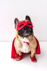 dog in superhero costume © LIGHTFIELD STUDIOS