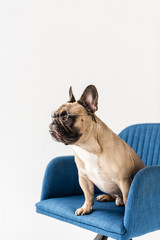 french bulldog in eyeglasses on chair