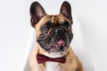 french bulldog with bow tie