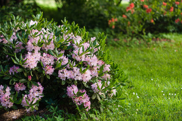 Rhododendron (Rhododendron smirnivii) in botanical garden.