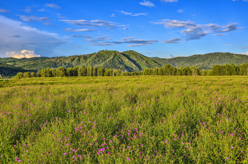 Fototapeta premium Picturesque mountain sunny landscape of flowering meadow