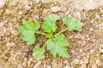 growing young zucchini
