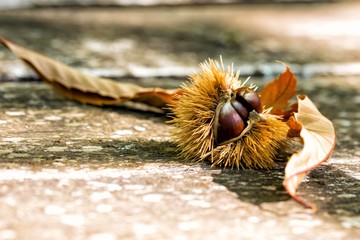 ricci e castagne