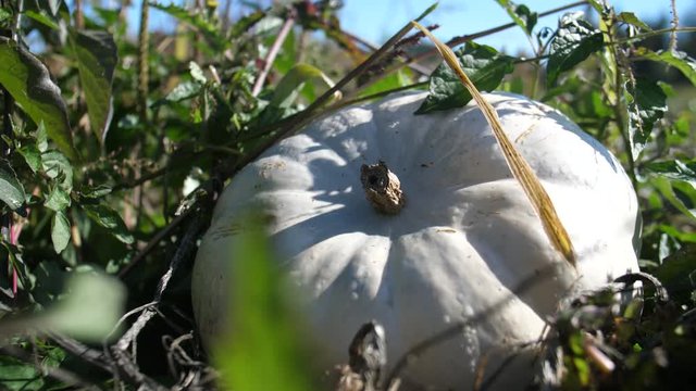 Natural Non GMO Organic Heirloom Casper White Lumina Pumpkin Growing in Field