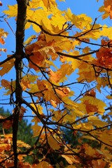 yellow leaves on track 