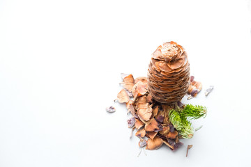 pine cones and spruce twigs for the new year and Christmas