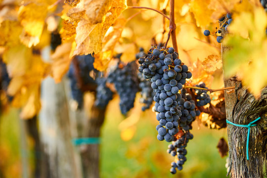 Grapes on Vine before harvesting