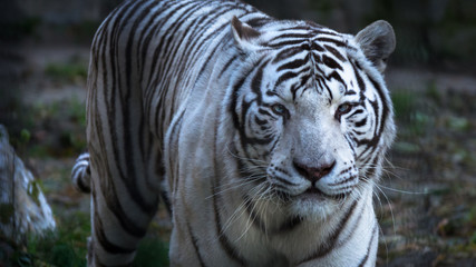 Fototapeta na wymiar The White Bengal tiger (Panthera tigris bengalensis), or bleached tiger, in the zoo