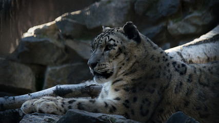 The snow leopard or ounce (Panthera uncia) resting on rocks