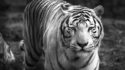 The White Bengal tiger (Panthera tigris bengalensis), or bleached tiger, in the zoo