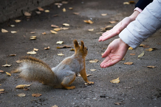 Hands reaching a red squirrel sitting on the walkway in the park in autumn