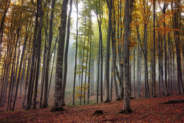 Autumn landscape of a beautiful forest