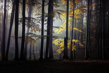 Autumn landscape of a beautiful forest