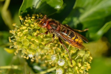 Asiatische Hornisse in der Efeublüte