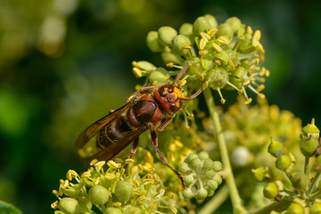 Asiatische Hornisse in der Efeublüte