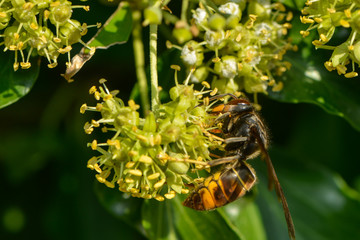Asiatische Hornisse in der Efeublüte
