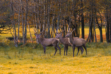 Naklejka na ściany i meble Group of red deers in autumnal meadow .Red deers in nature during autumn